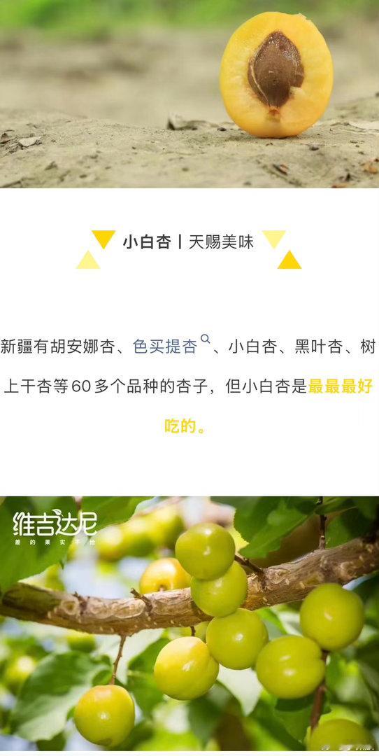 免费广告：确实，我很推崇新疆的小白杏👍🏻 