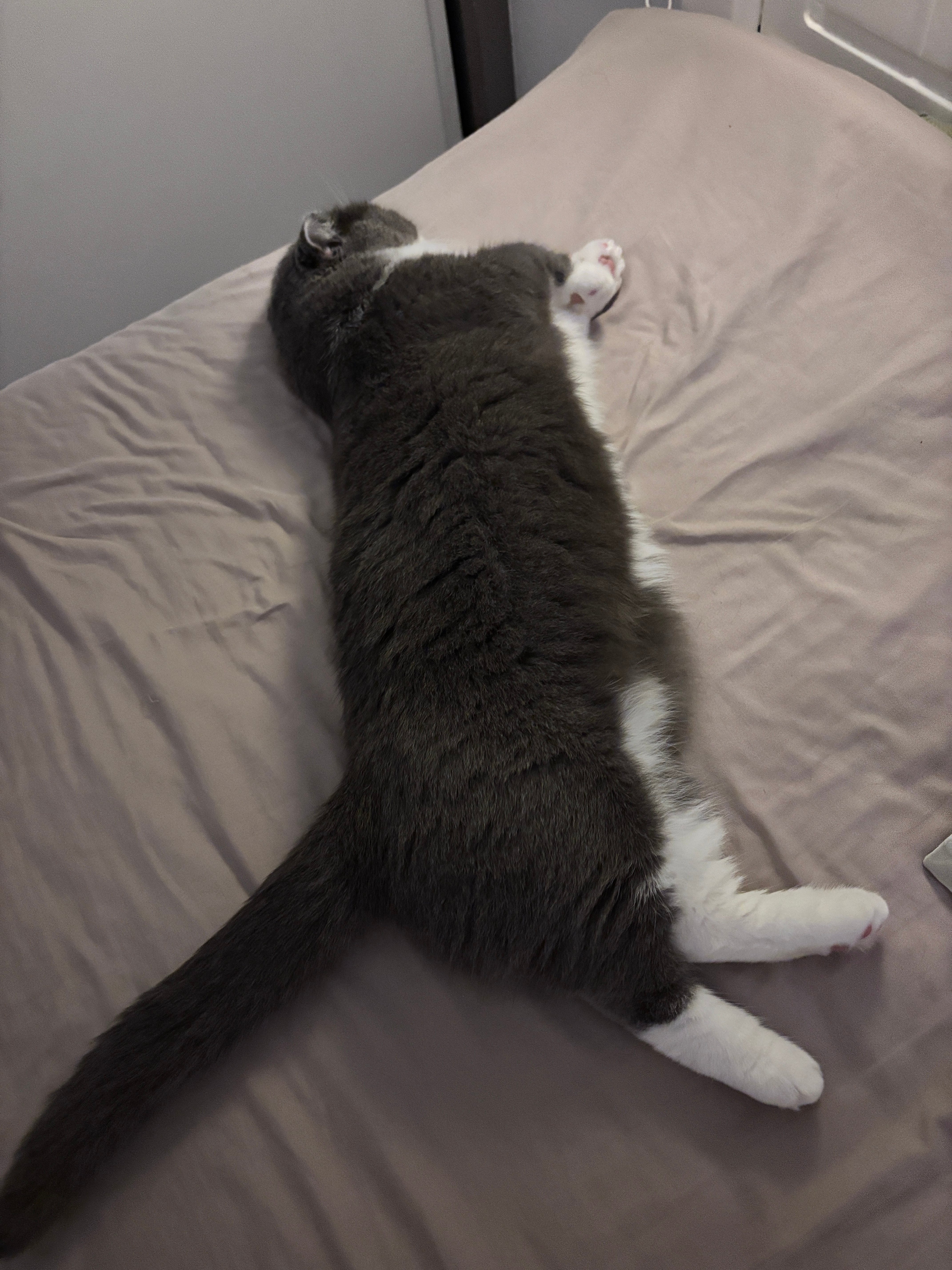 咪把自己吃成猪一样的
