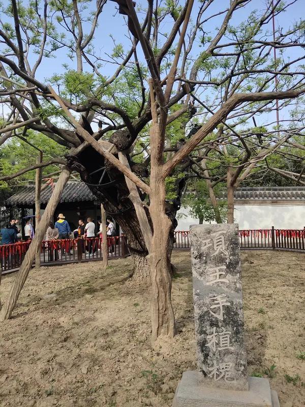 再上央视，宿迁项王故里千年古槐-项王手植槐上央视(中华古树)这一次宿迁项王故里的