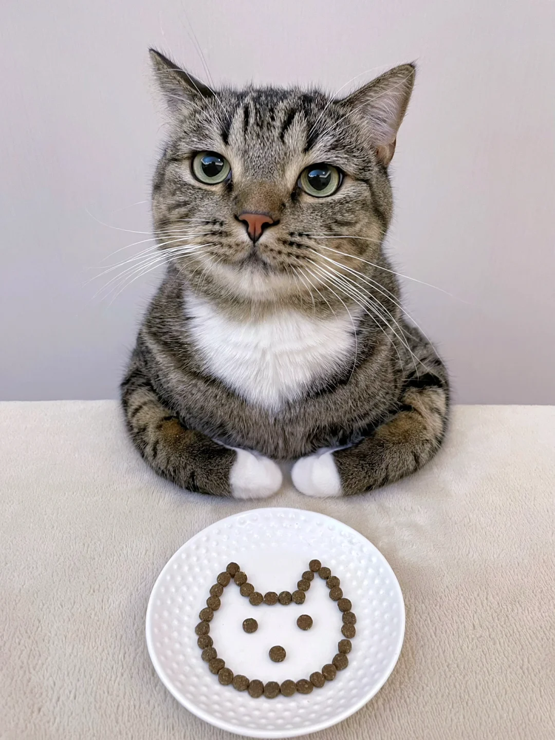 谢谢小猫送的一碗猫头饭😶