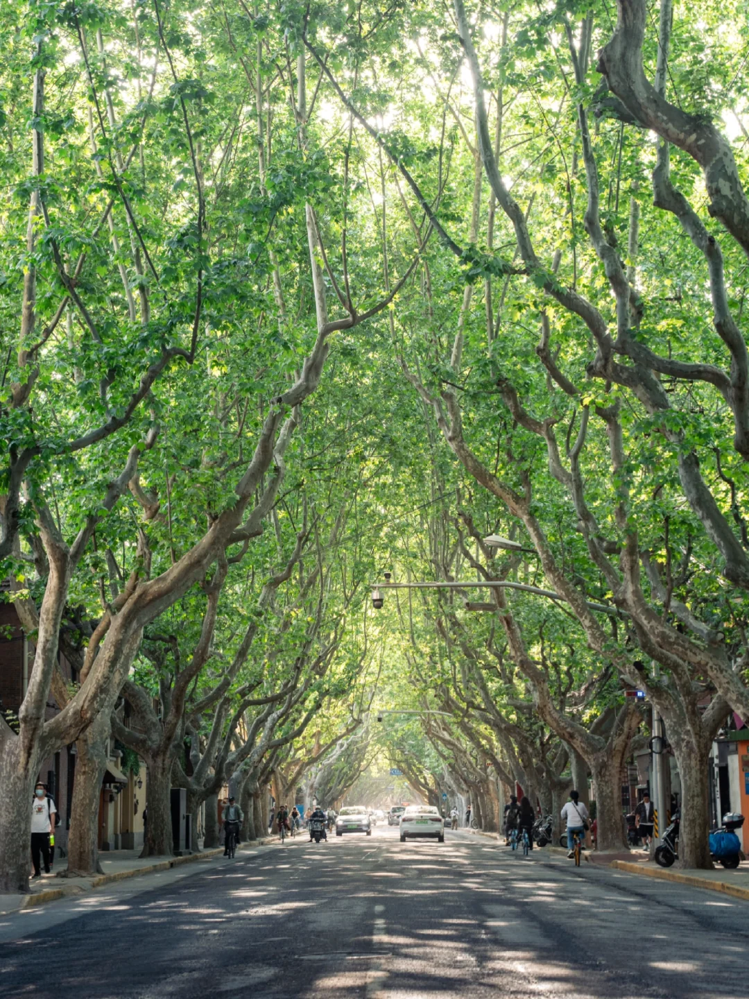 绿意翻涌成夏，梧桐树下不止蝉鸣～
