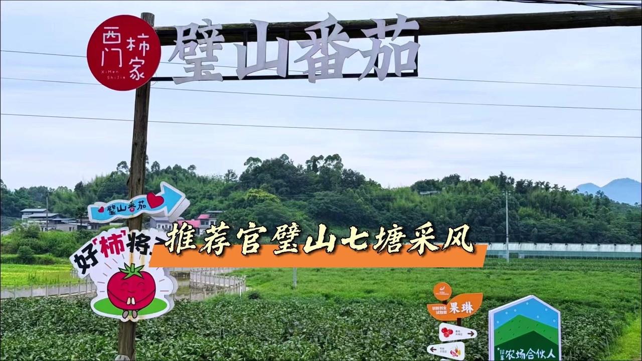 💥88元一斤的番茄你吃过吗？在七塘镇的果林番茄小镇，我见到了童年里的“番茄仙女