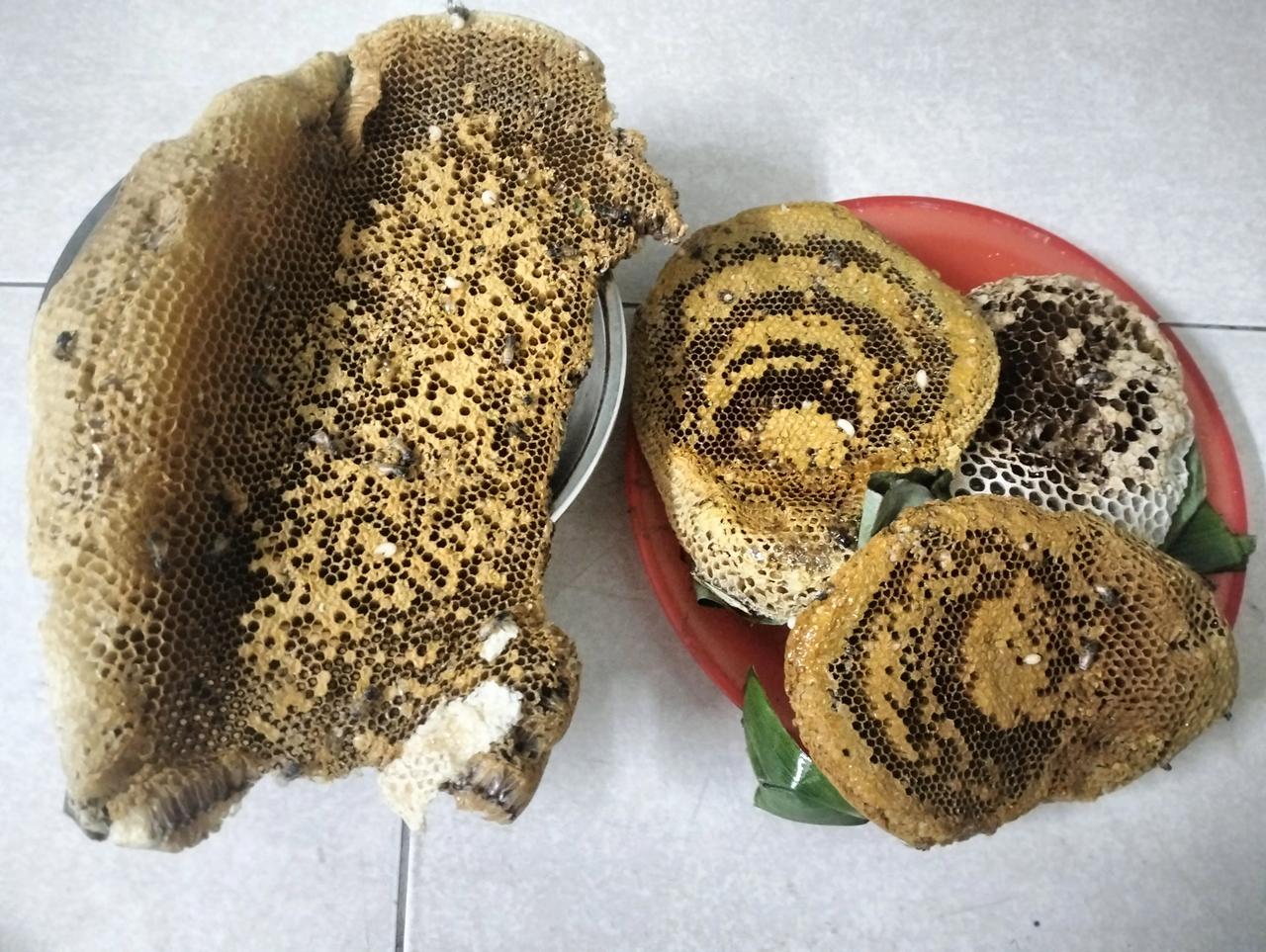 冬日生活打卡季图一是蜂巢，穆斯林人上山采撷，花了21元全部买了，三小一大绝对纯天