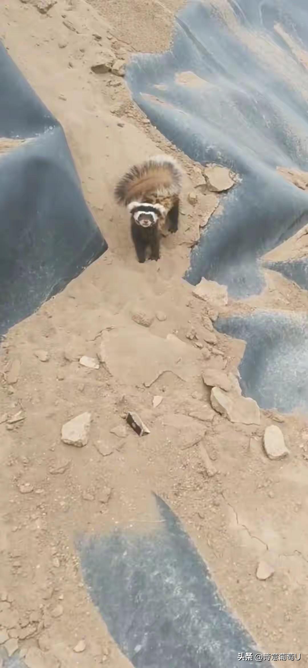 甘肃张掖的沙漠里，突然冒出来一只“炸毛小凶兽”！村民老李在沙漠里干活时，碰到了一