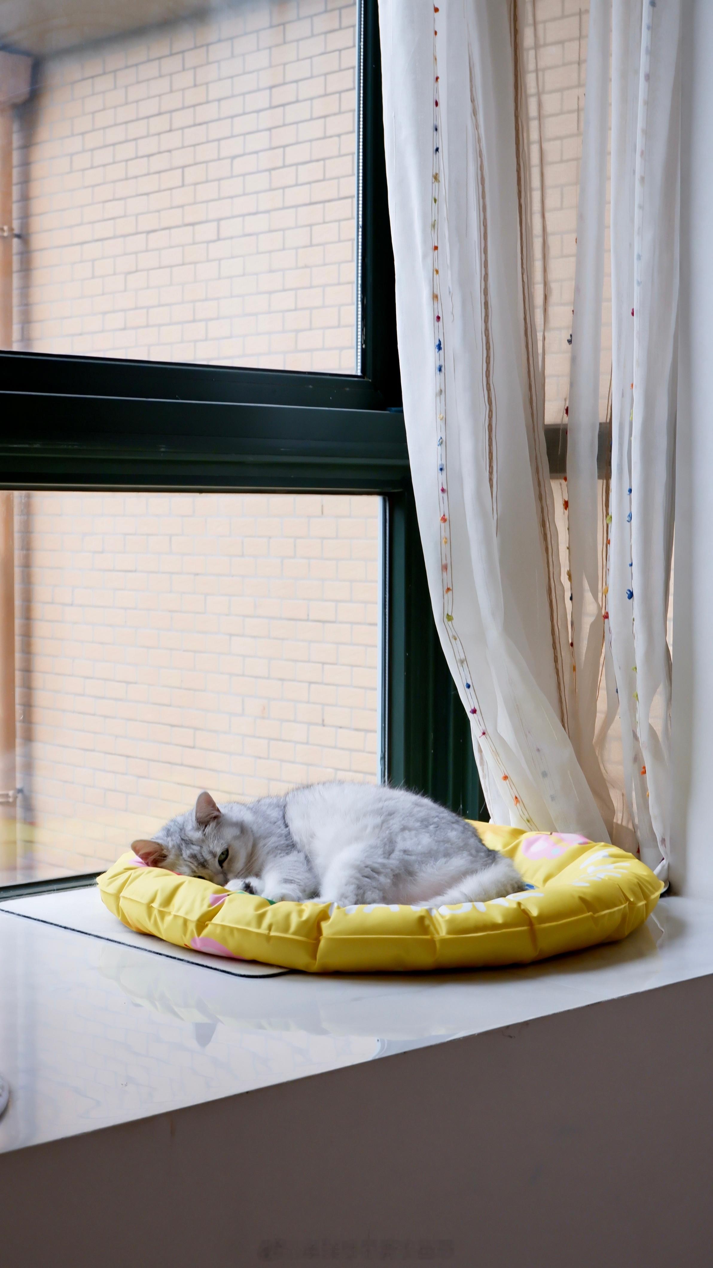 热了睡垫儿 空调打冷了睡小沙发 他怎么不上班啊[挖鼻] ​​​