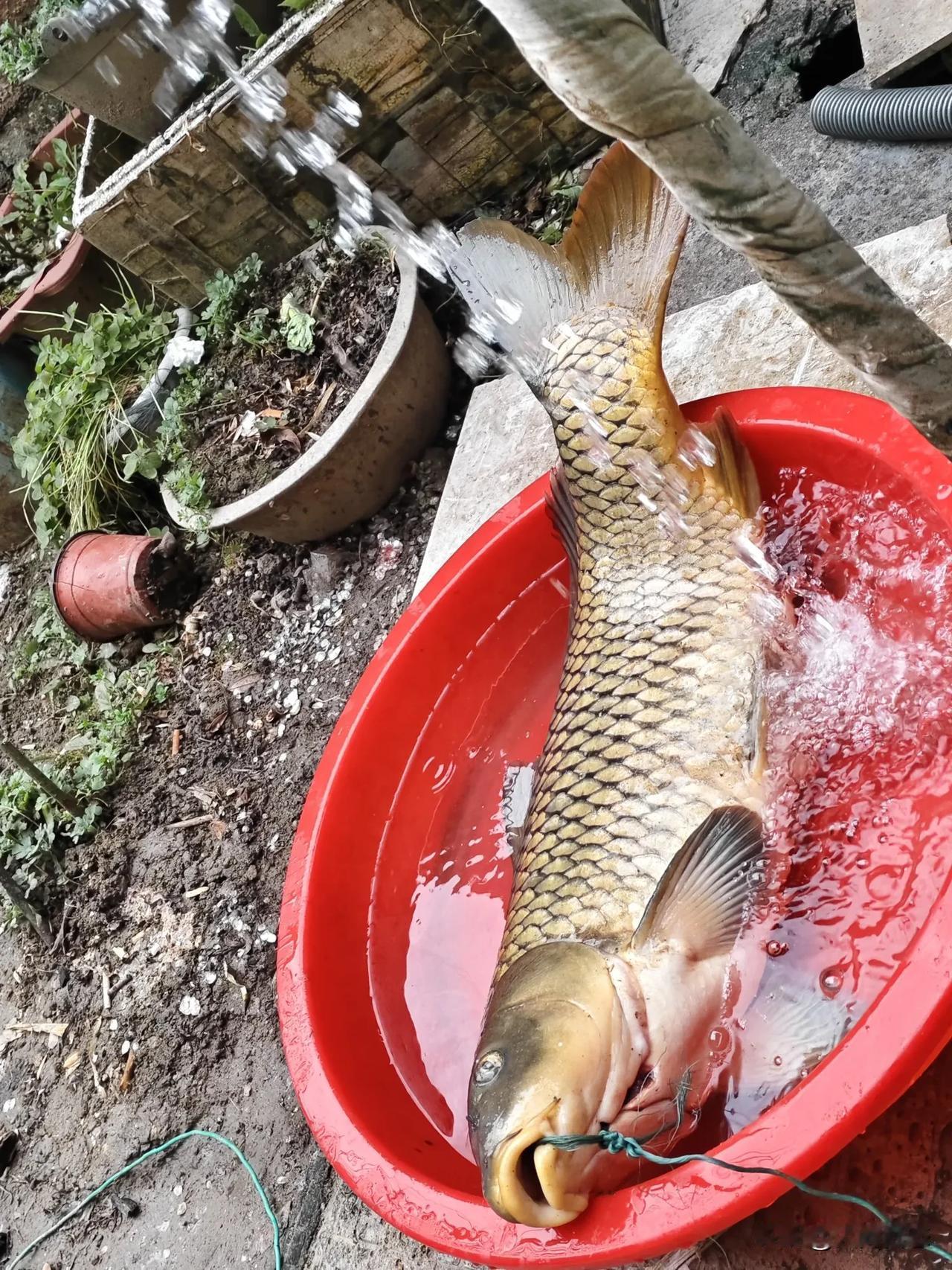 有没有钓友知道，这鲤鱼肉质算不算上品
这是今天在汉江河里面过弯的地方弄上来的，腥