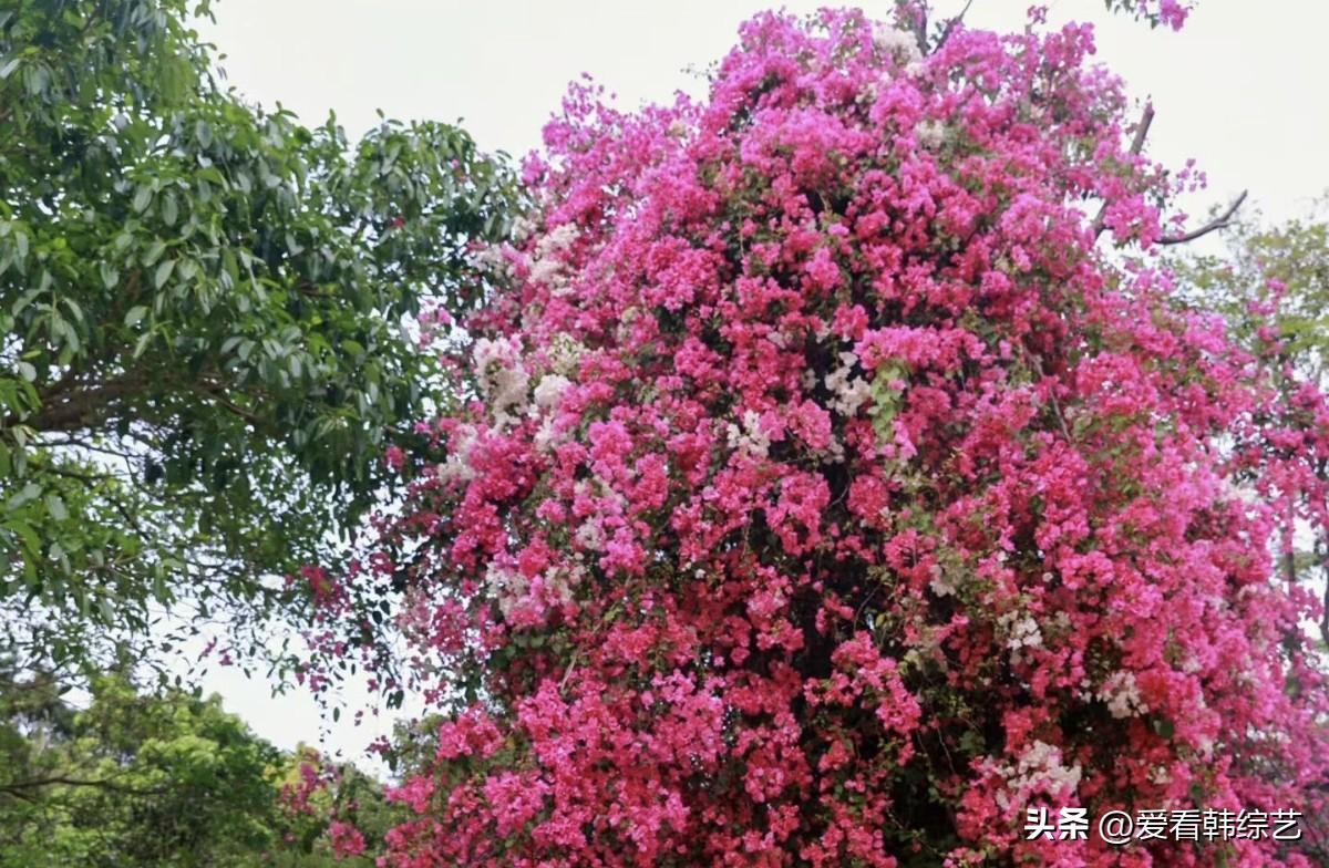 天南地北大拜年花瀑裹满枝桠，粉白叠着艳红，像把春的浓情揉碎了泼在梢头。风掠过便晃