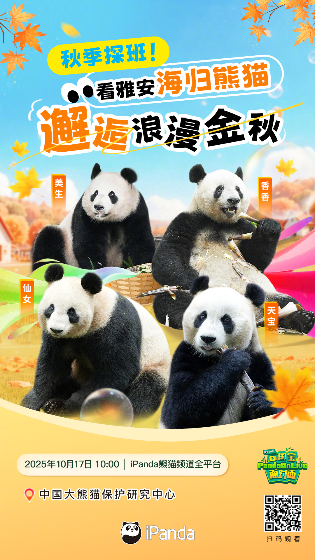 【播出预告：秋季探班！雅安海归熊猫邂逅浪漫金秋🍂】秋季萌趣高光上线！准备好和超