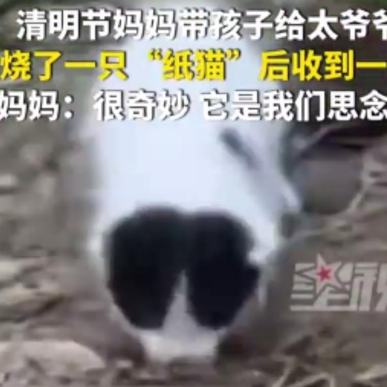 谁能想到，一场充满温情的清明祭扫，竟上演了现实版“跨次元回应”，这画面直接让全网