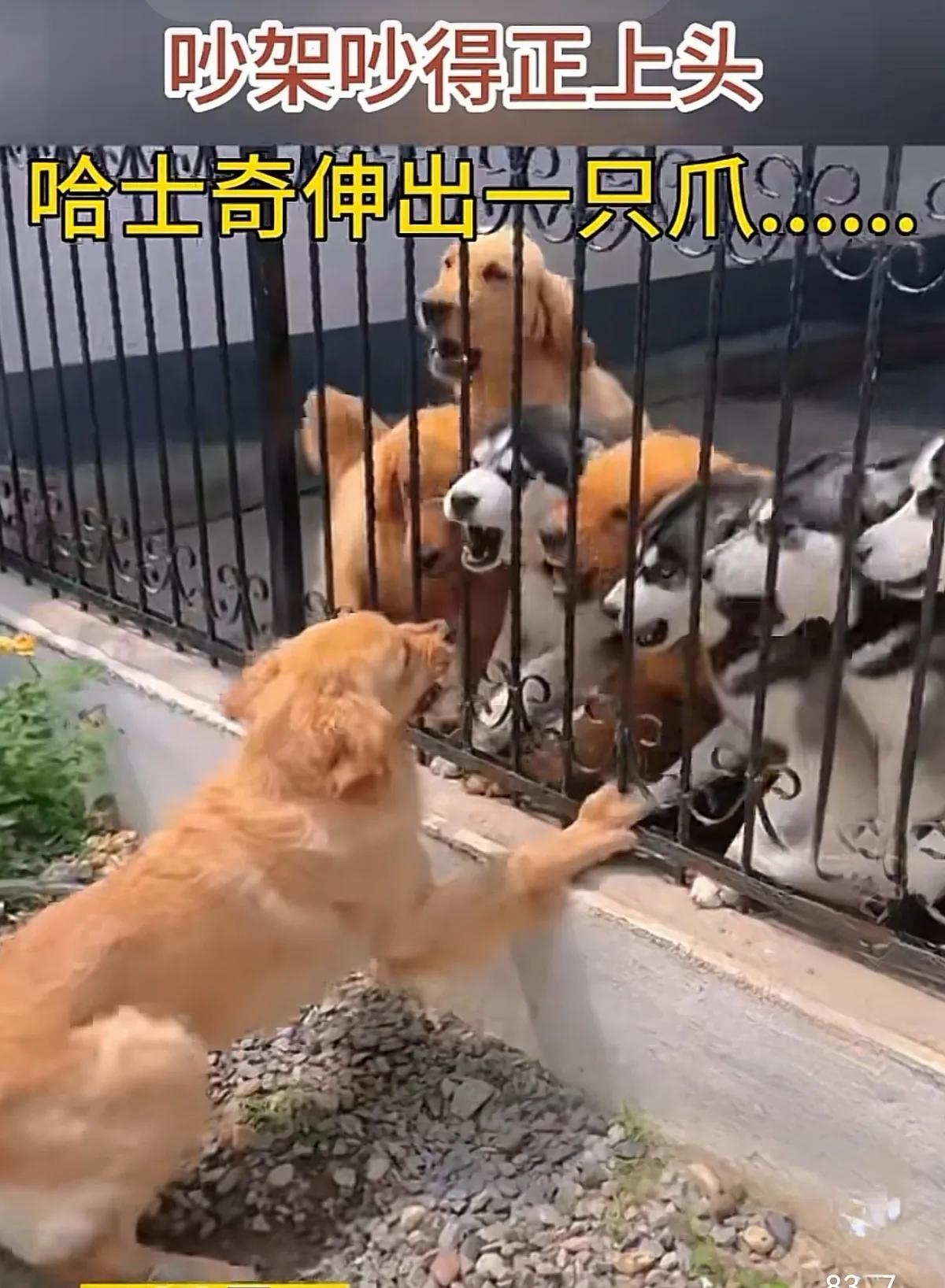 像不像？大家说像谁？

一只狗与一群狗隔着栅栏吵架，突然一只二哈把爪子伸了出去，