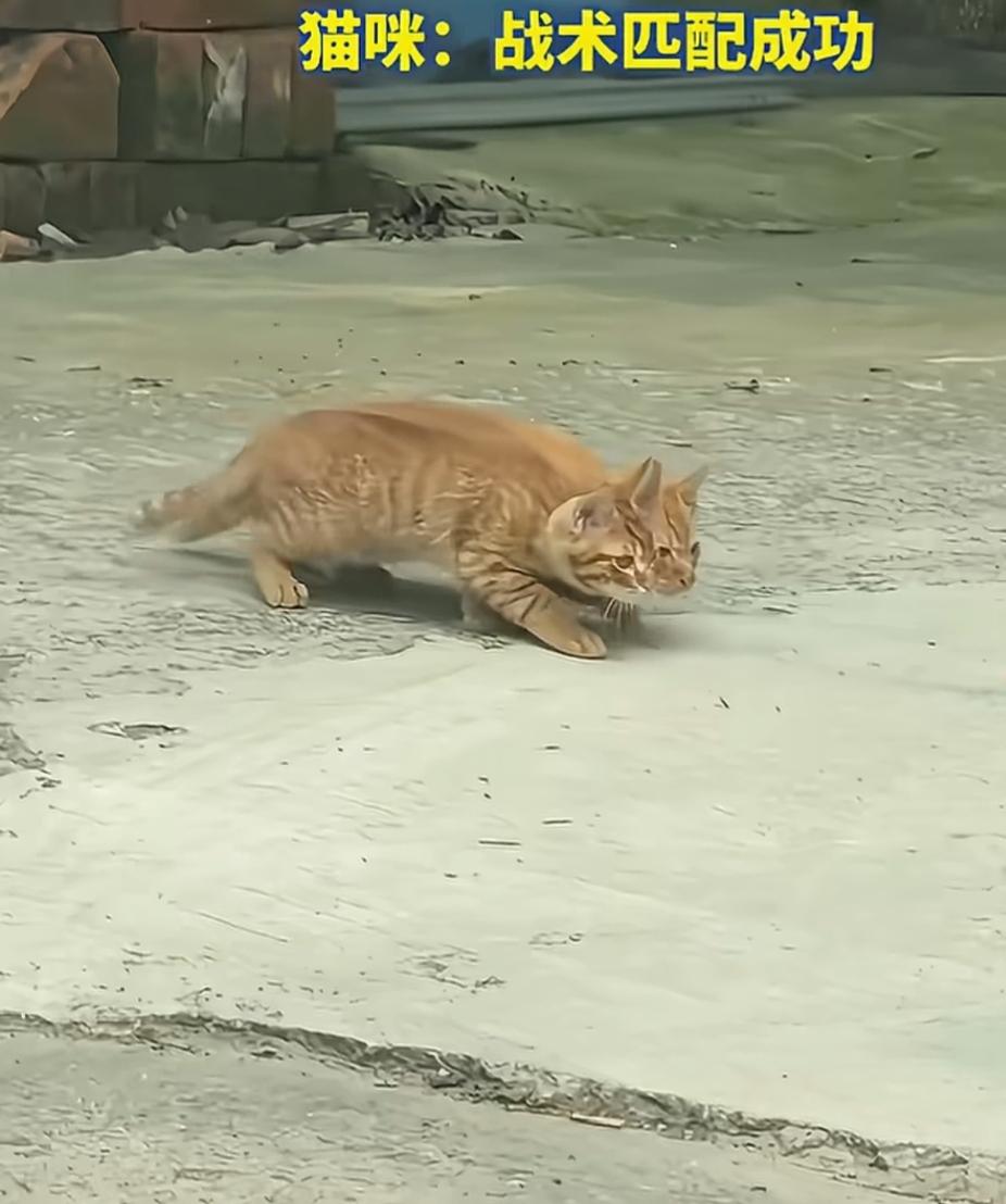 这只猫在沙滩上趴着，好像很悠闲。仔细看看👀这是几只猫🐱我看着想两只[作揖][