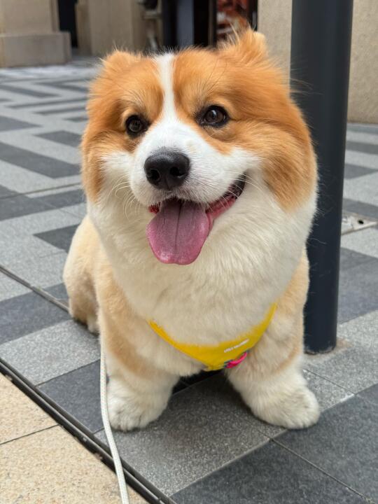 一点点可爱啦