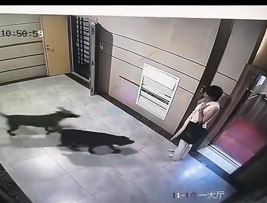 贵阳一女子小区被两条不牵绳的狗吓出应急反应，大家看看刚出电梯就遇到两只大狗，是不