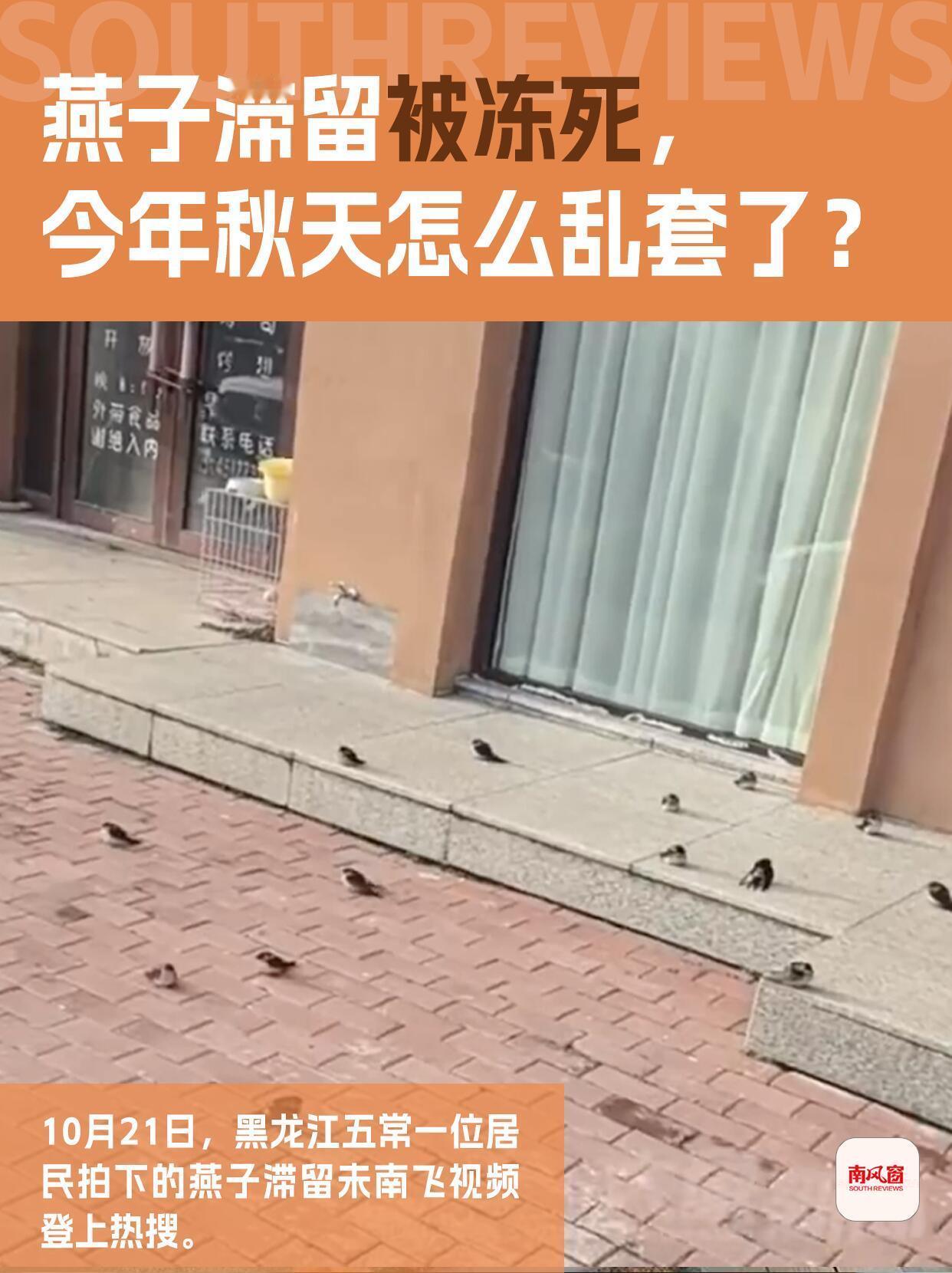 今年这天气真是乱套了。黑龙江五常有人拍到一百多只燕子挤在居民门口取暖，视频里说“