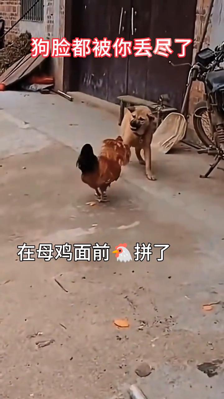 狗脸都被你丢尽了，在母鸡面前拼了。