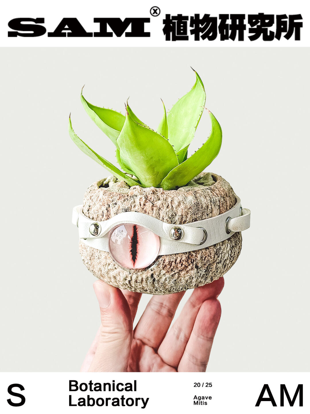 绿荷UCB龙舌兰｜Agave Celsii Var Albicans