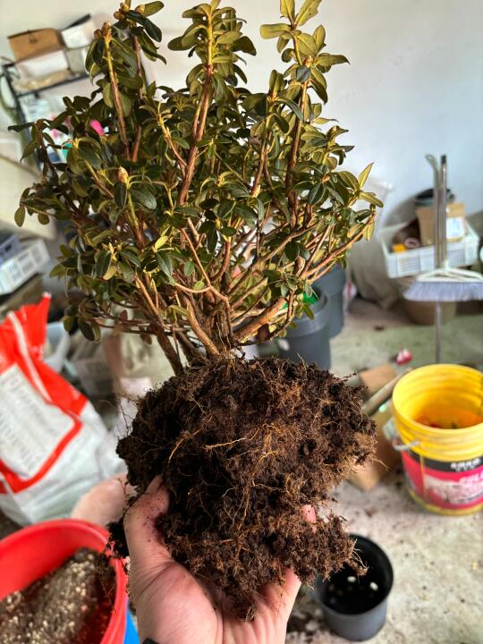 小叶高山杜鹃 蓝钻换盆
