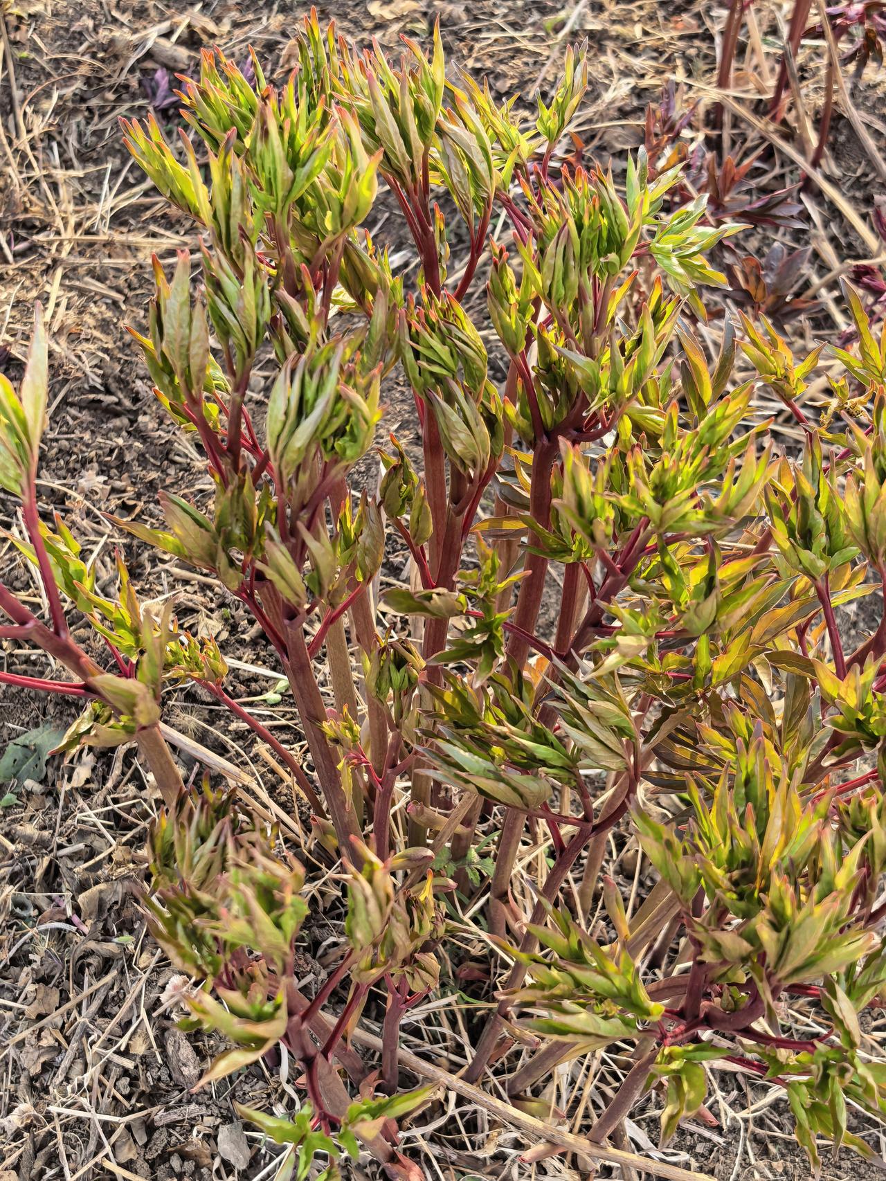 芍药[祈祷][祈祷]