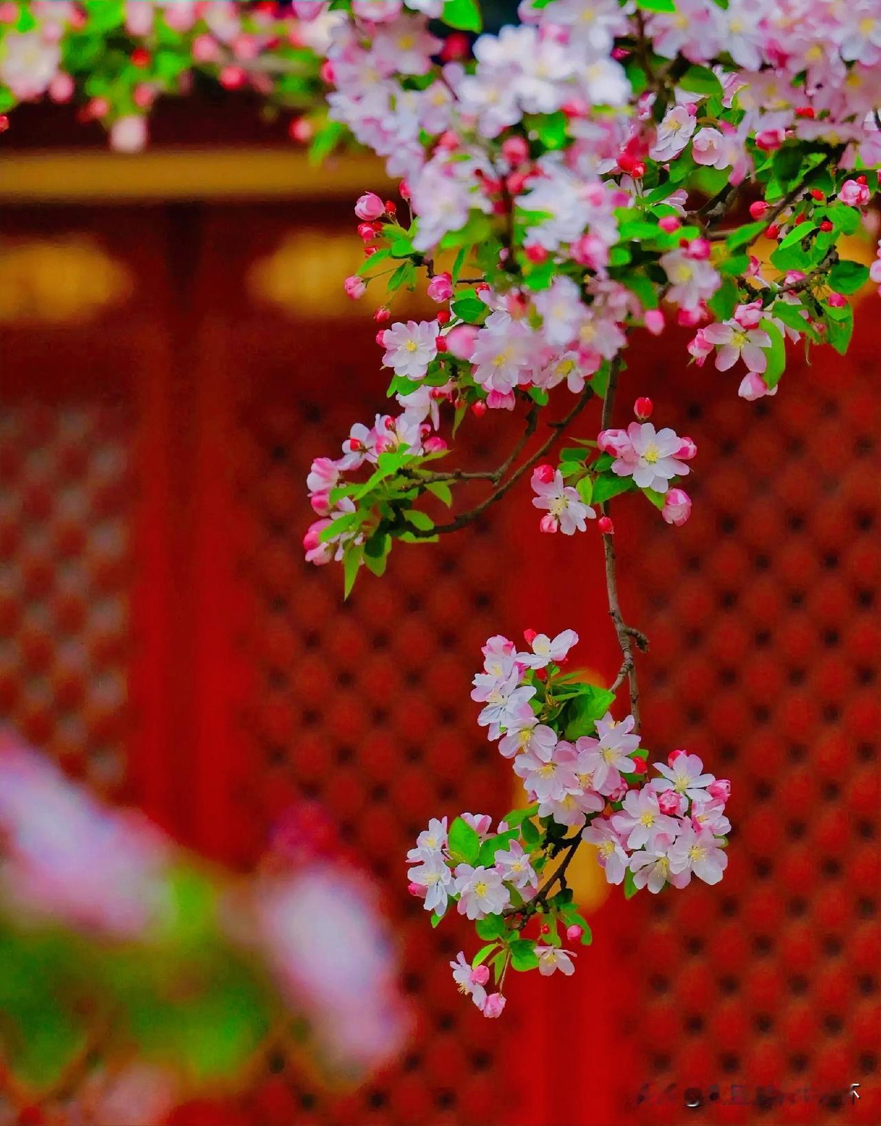 上联：寂寞落红风里舞
下联：有请雅士[玫瑰][玫瑰][玫瑰]