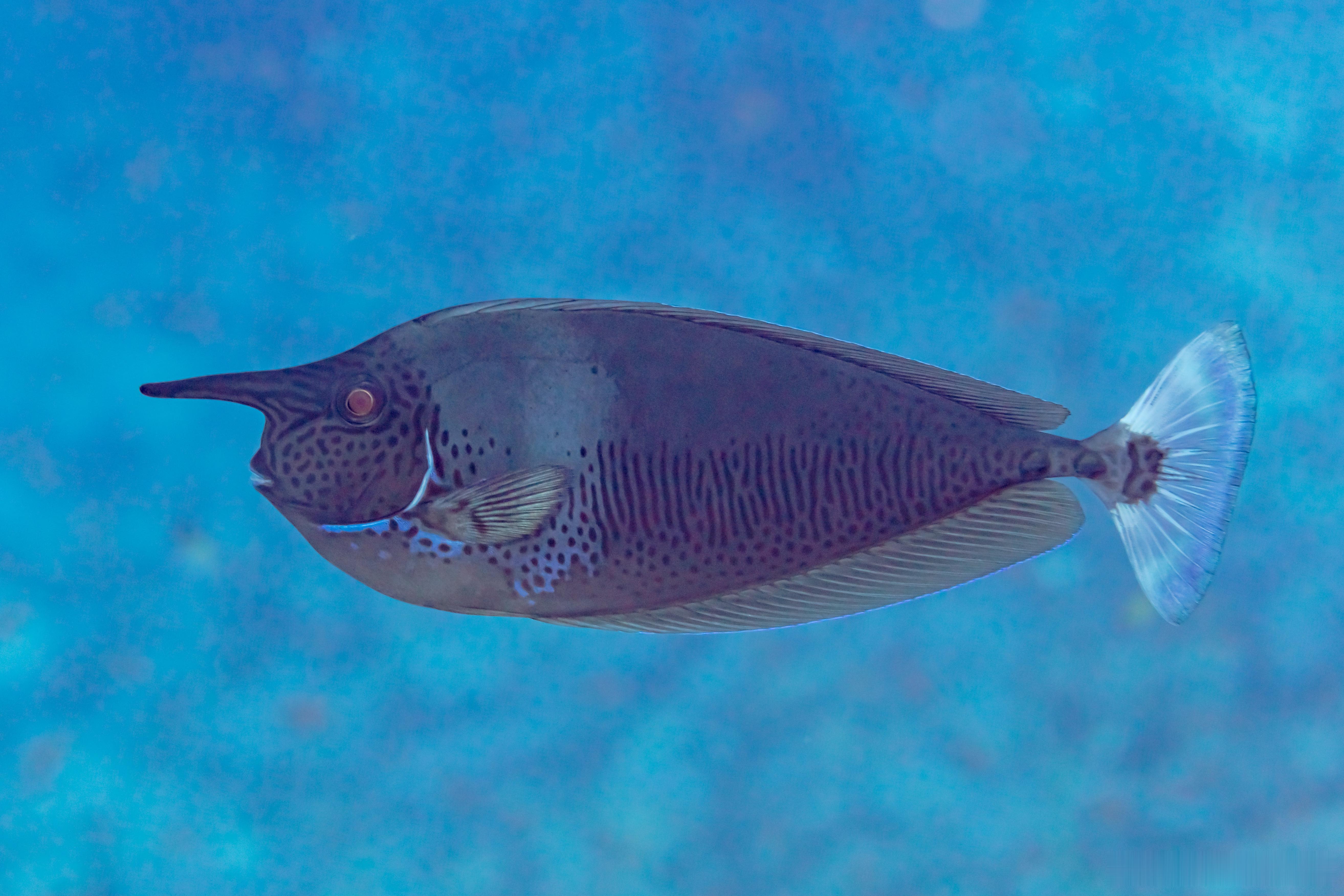 这短吻鼻鱼（Naso brevirostris）长得也太像匹诺曹了吧。 