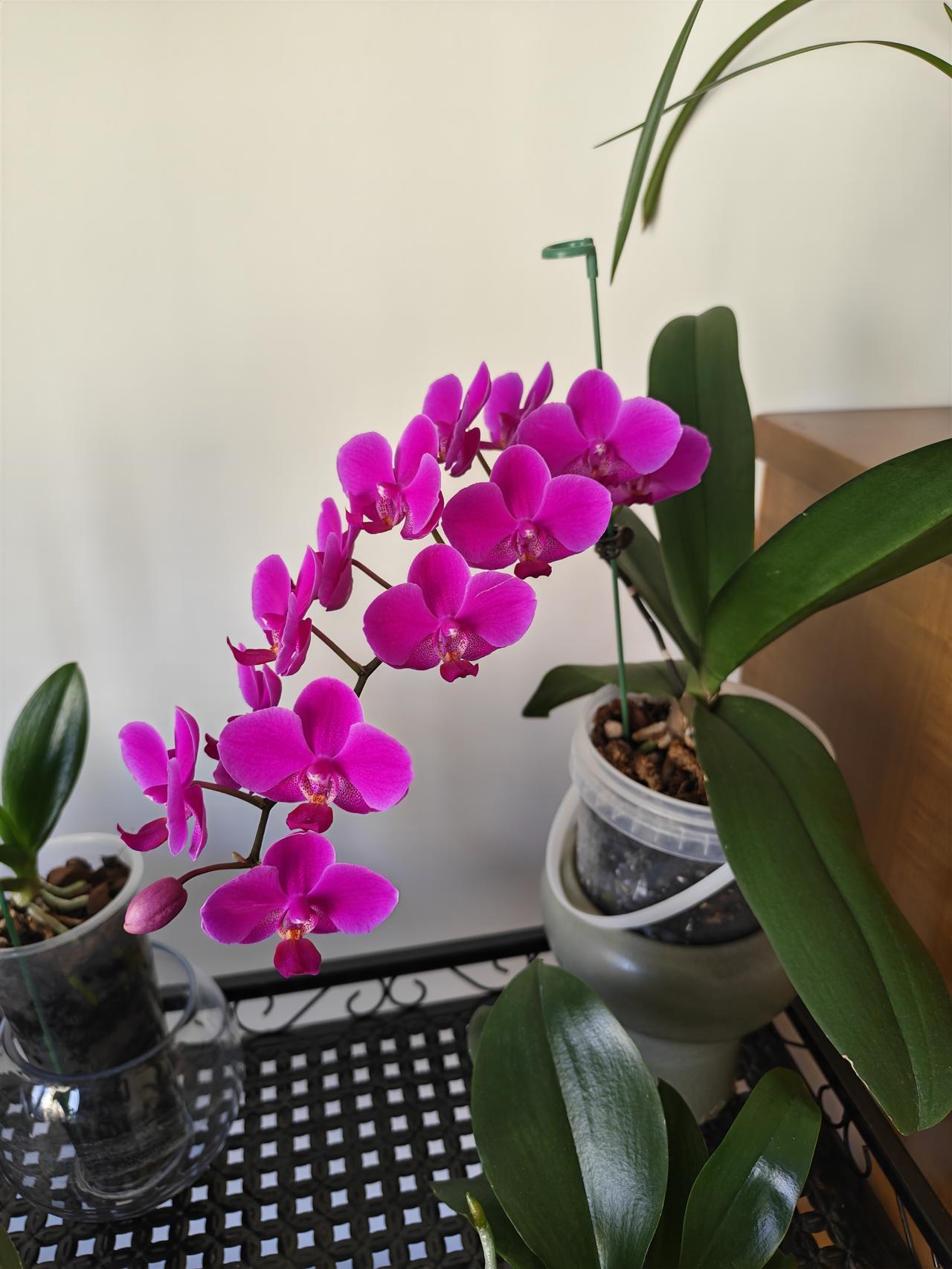 让我花费最多的还是花卉，过去是多肉，现在是兰花。