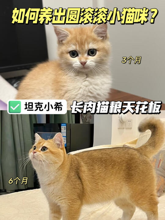 养猫人必看！长肉发腮秘籍大公开