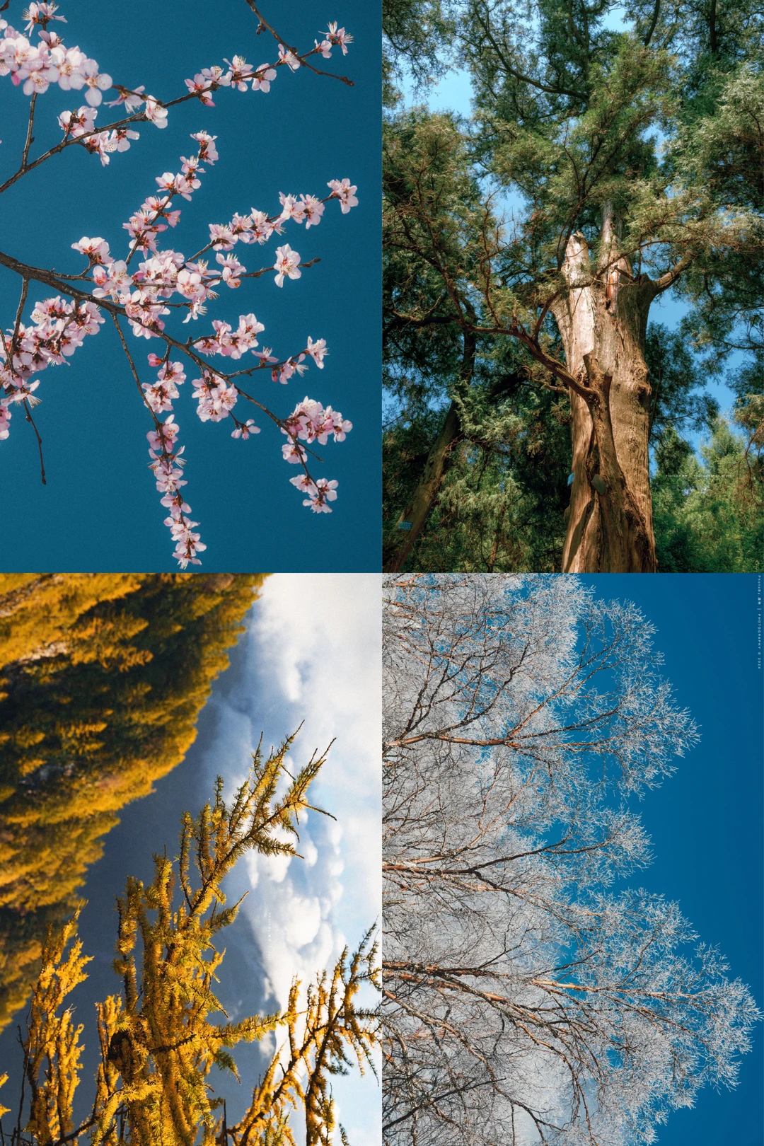 关于树的春夏秋冬