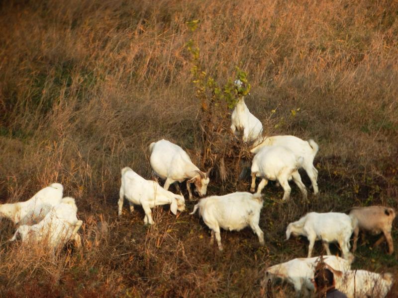 在自己地里撒农药毒死羊，到底需不需要担责还真得具体情况具体分析。像米脂县的艾某某