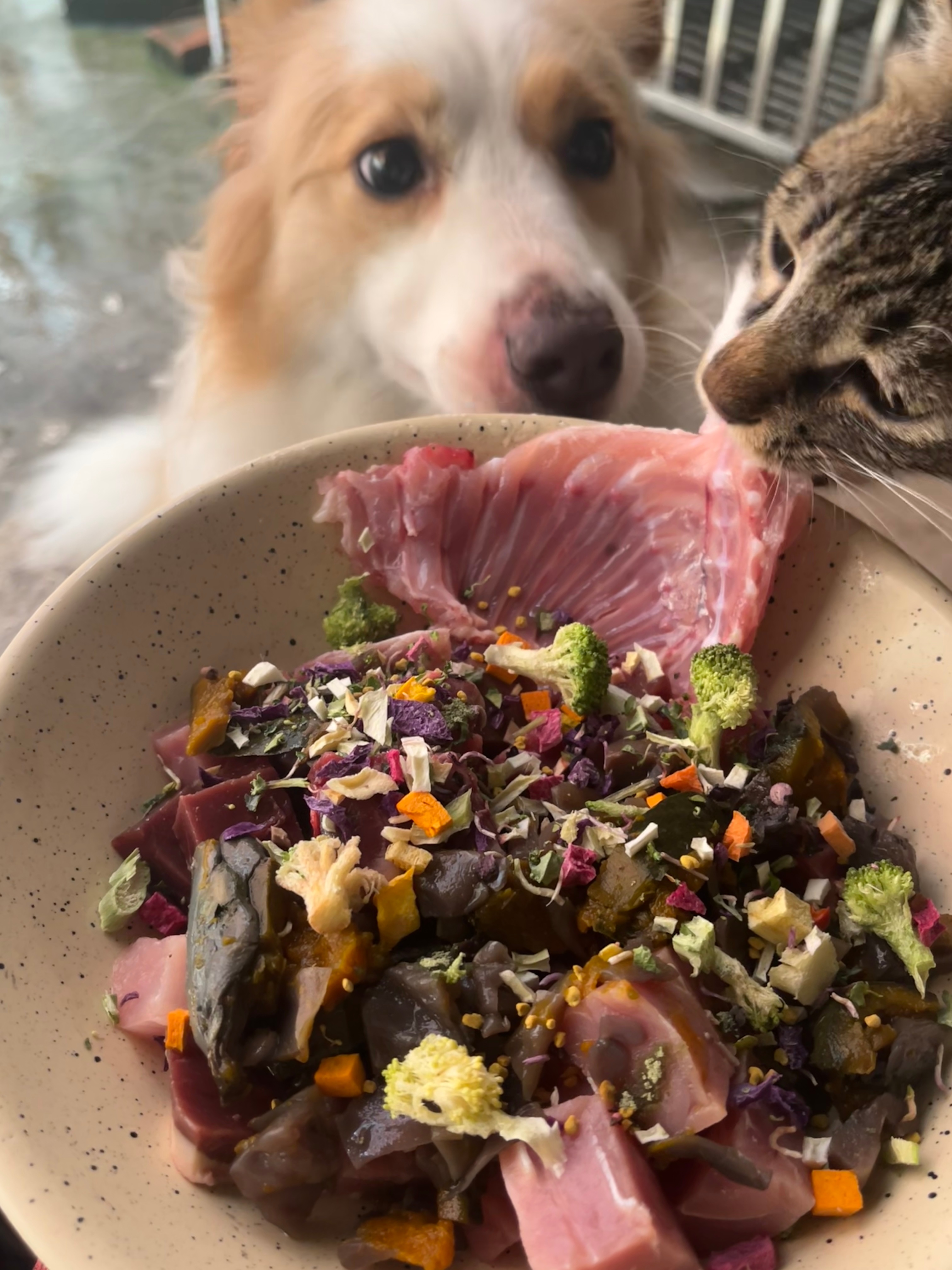 如果你觉得欺负一直鼻子过敏还被猫挠坏的好脾气小狗很有成就感的话，请当着她的面偷走