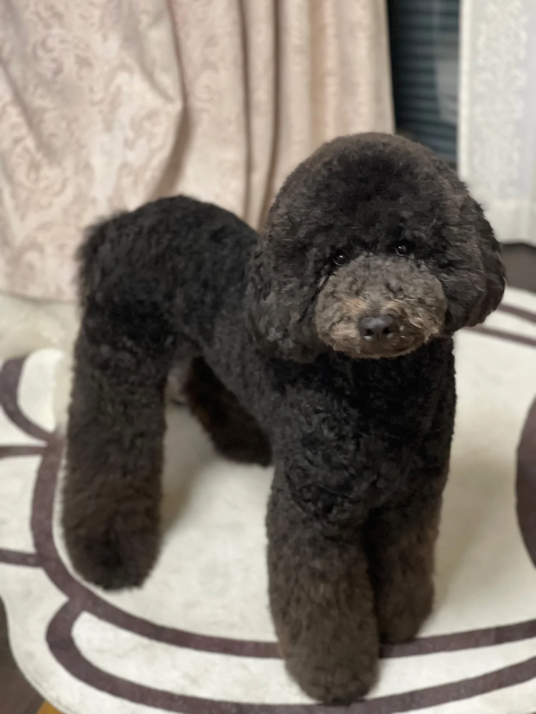 黑巨贵蘑菇头也超可爱🐻