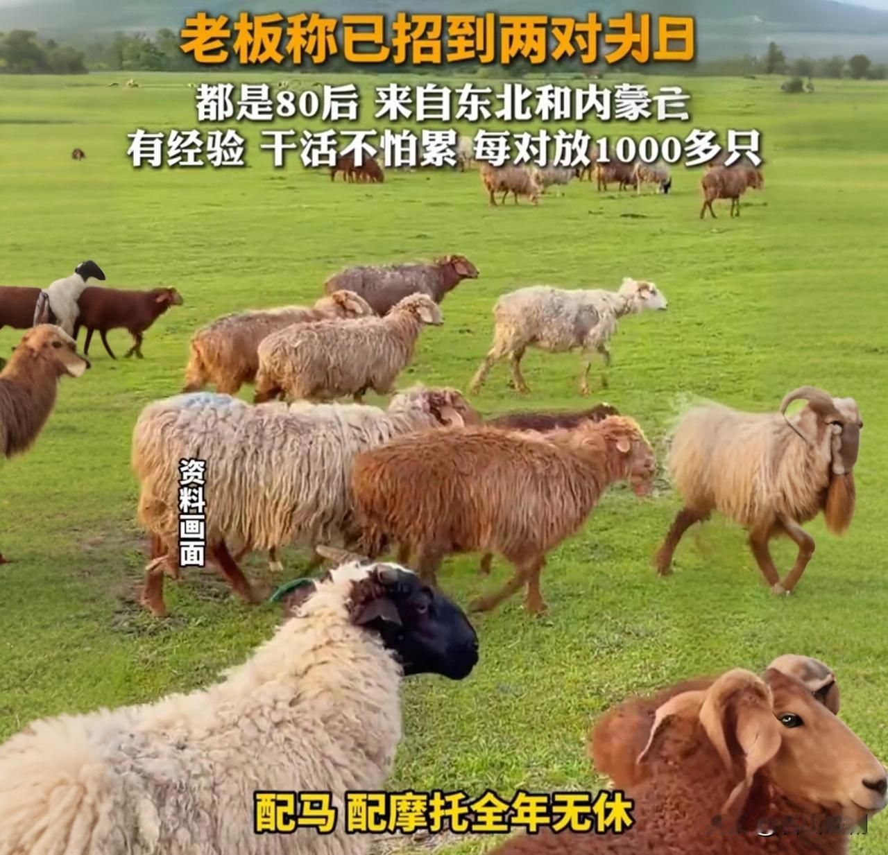 夫妻放羊月薪1万6！社保刚补上，80后上岗

月薪1万6，包吃住配摩托，300公
