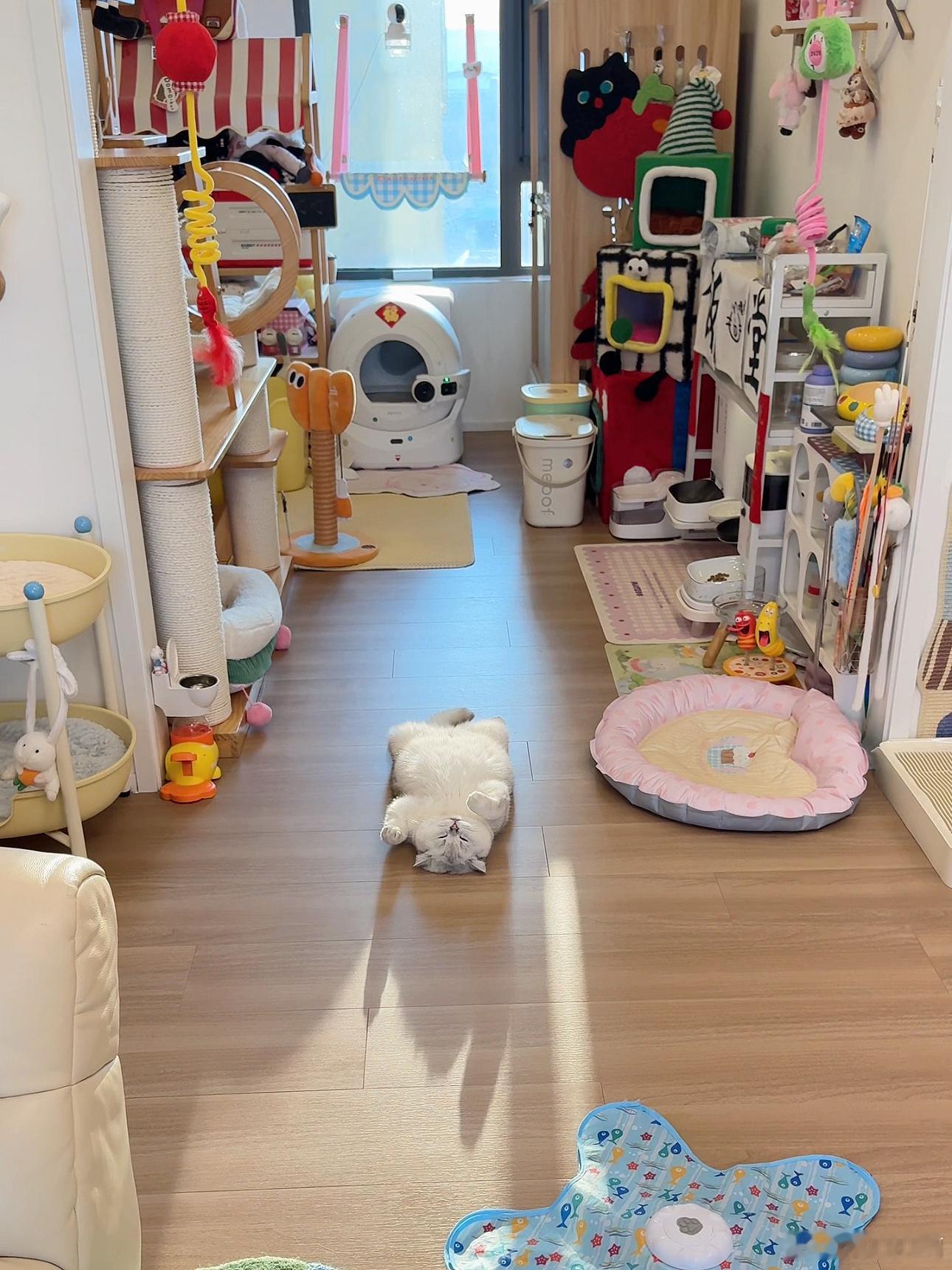 最喜欢看叮叮猪躺着晒太阳了[拜托] ​​​