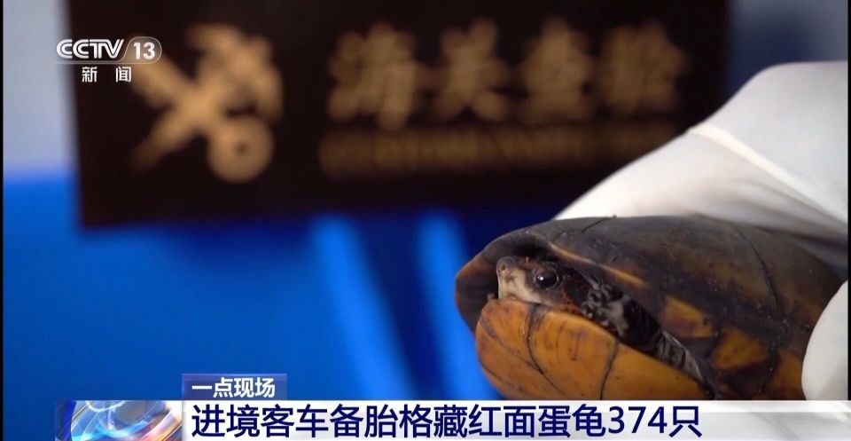 女子裤子内藏2斤多活虫入境，被查