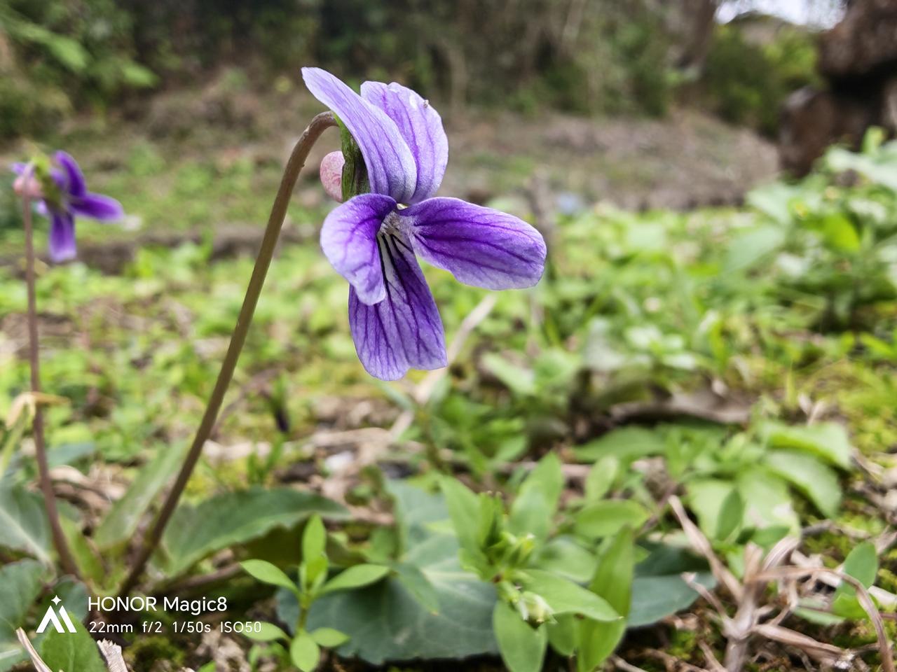 分享一张用Magic8超级微距模式拍摄的照片。
微距