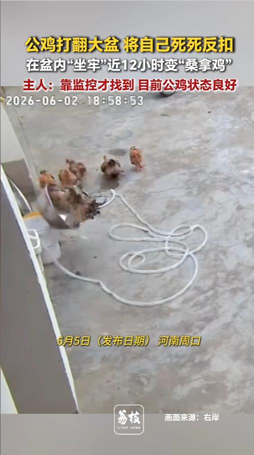 “笑不活了！”近日，河南周口，一户人家院里，一只公鸡不小心打翻了大盆，结果把自己