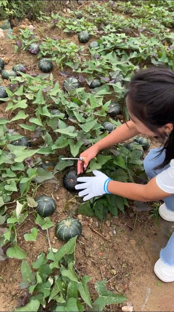我一个农民竟然不知道南瓜是这样长的[擦汗]