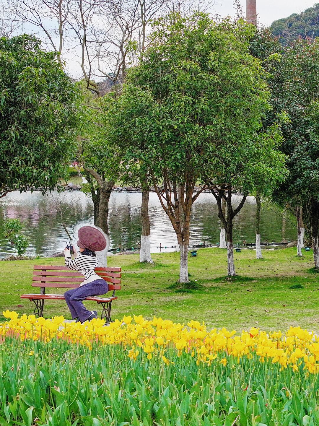 且等风来，乐清街头也有了梅花落🌸