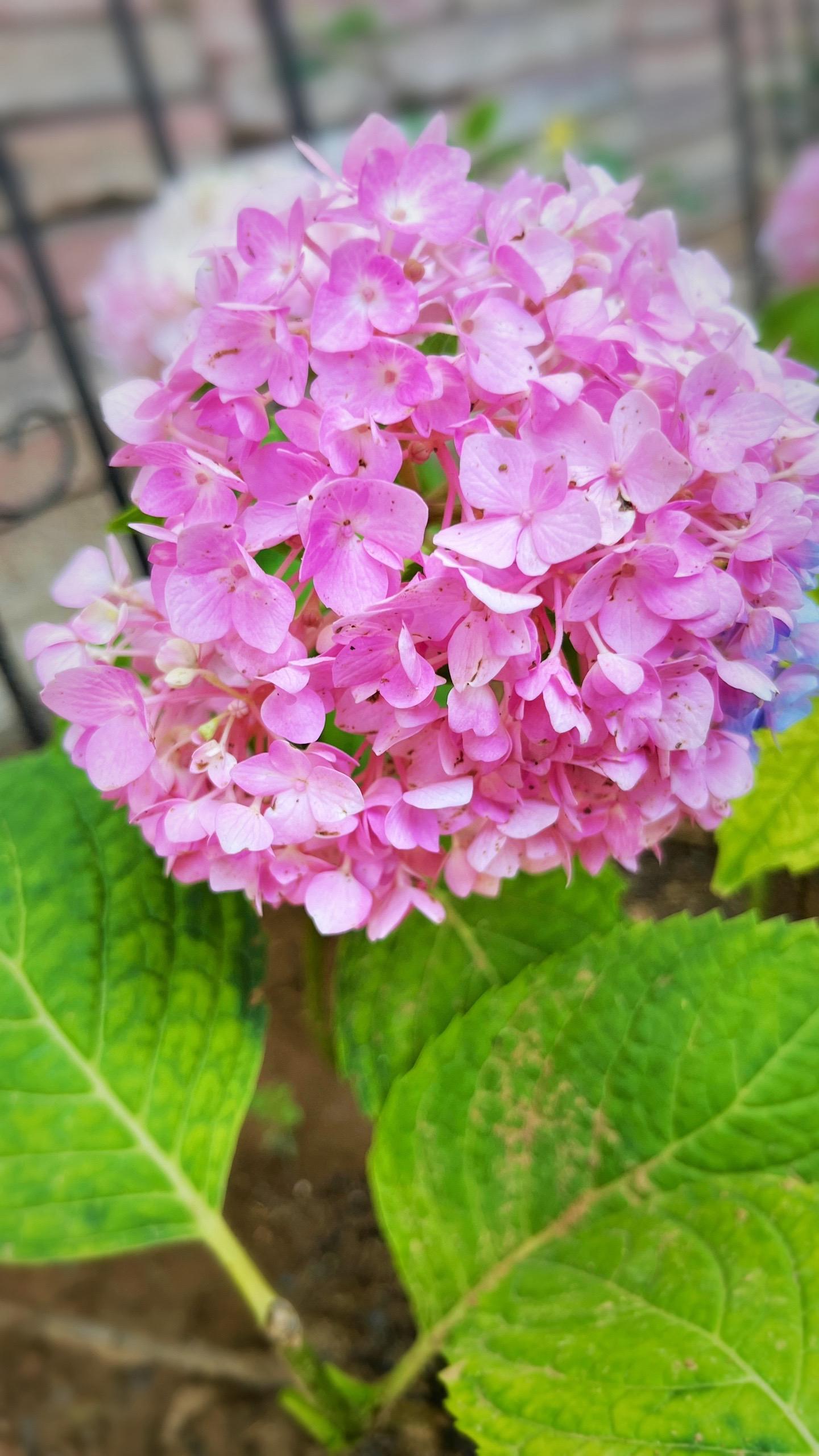 蓝色阴雨·伤不起。好久没有拍小花园了，因为每周都有下雨，所以每次蓝色阴雨的花瓣都散一地，不停的修剪、打扫…… 
露天养月季对新手非常友好，几乎都能茁壮成长，但蓝阴这见风见雨一碰就散的娇弱体质真心伤不起呀～
明年要找个皮实的藤月品种，有木有推荐的哇？ 
PS：之前孕蕾期喷施的磷酸二氢钾确实有效，去年老枝花苞多多、今年新栽的花朵艳丽，且使用简单，为了第二波花花，赶紧再走一波～
