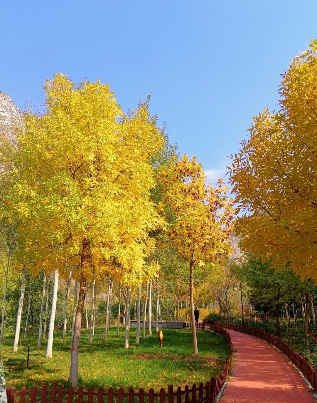 这幅画隔着屏幕都闻到花香在兰州罗九公路早起看花[爱你][爱你][爱你]镜头里的陇