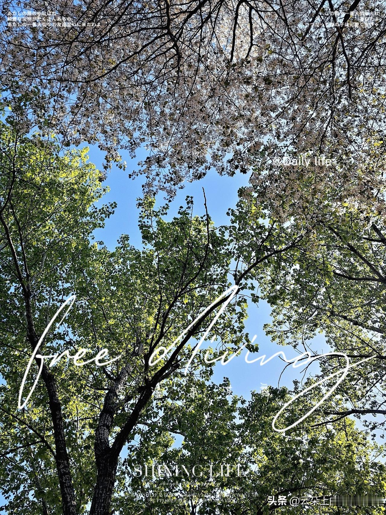 樱花开时，满树芳华，不与百花争艳，只把温柔留给人间。