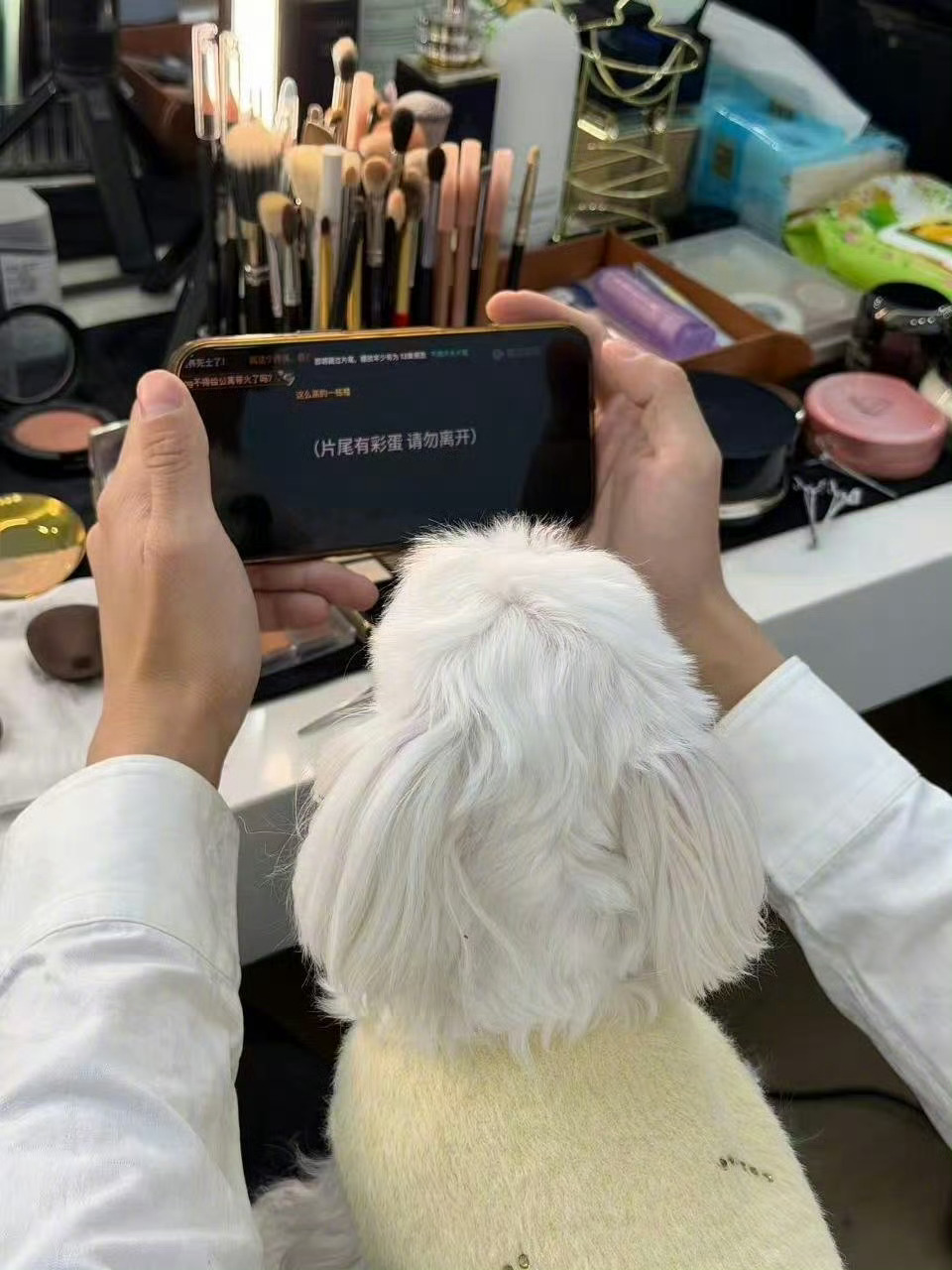 彭昱畅的追剧搭子是小狗 别人追剧靠闺蜜，彭昱畅追剧靠修狗——剧情高能时一起屏息，