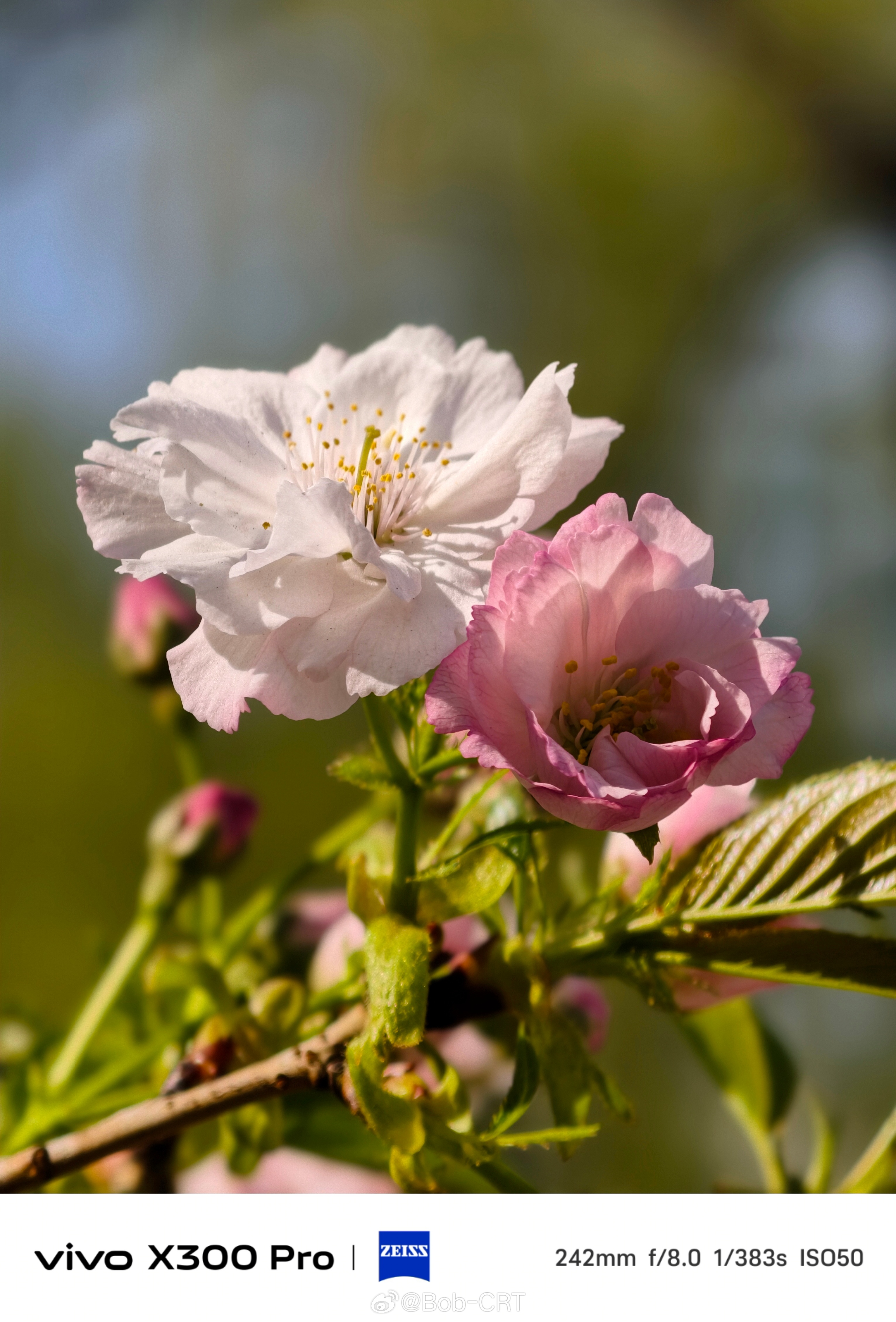  《春到玉渊潭》北京玉渊潭公园与中央电视塔一路之隔，两天前樱花节开幕，开启北京热