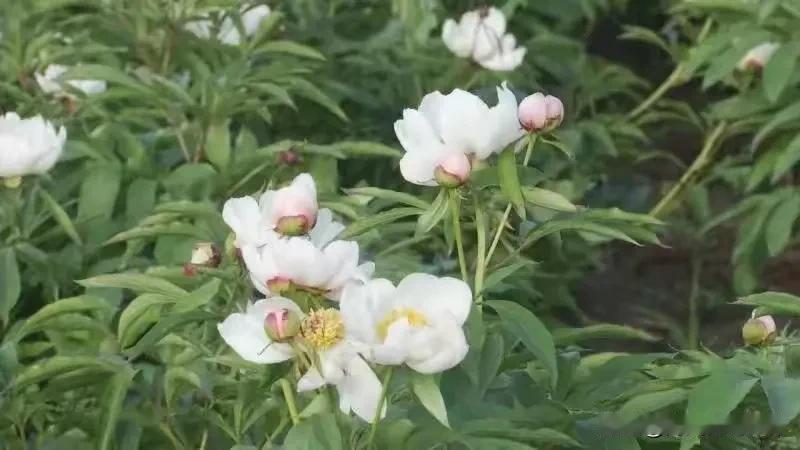 赤芍：市场货源以正常消化为主，目前经营商家手中货量不大，行情持续稳定运行，现统货