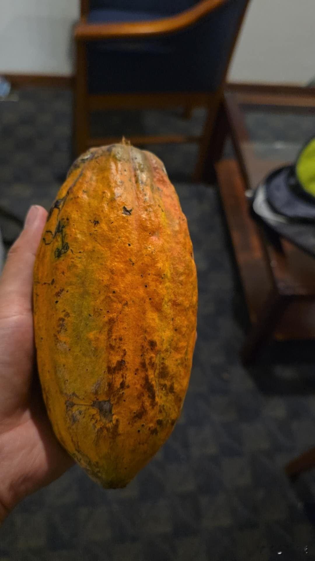 委内瑞拉前线发来信息
购买了一个当地特产
有认识的吗？