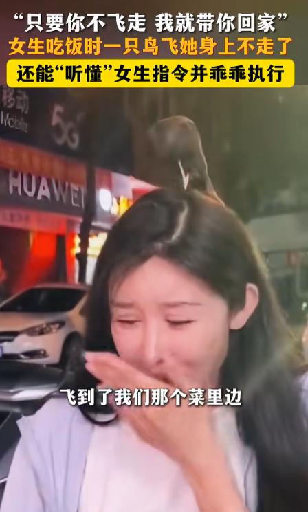 实拍真实事件！江西修水女子饭馆吃饭，一只鸟突然飞来赖着不走，随口一句承诺竟被听懂