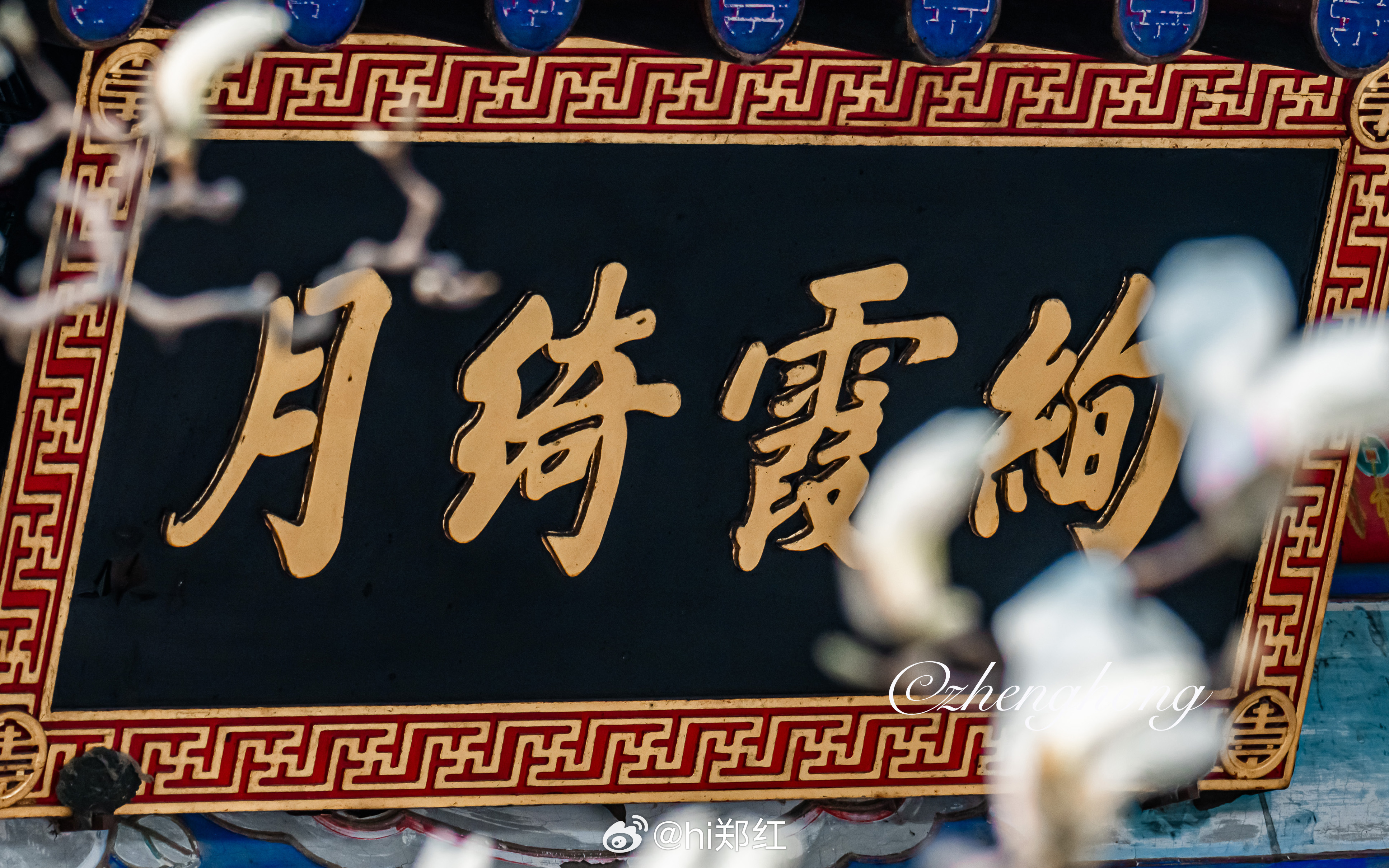 颐和园畅观堂白玉兰花开摄影