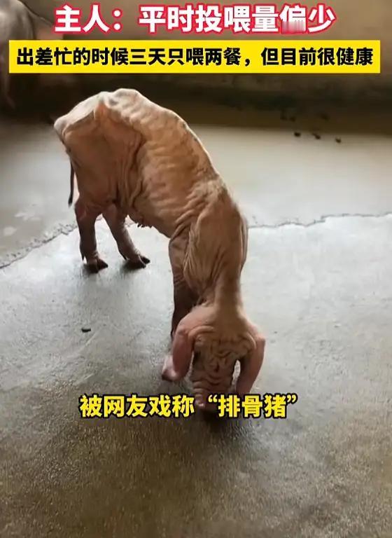 “真是开眼了！”广东男子养了头‘纸片猪’，风一吹就倒！男子：我出差3天才喂两顿，