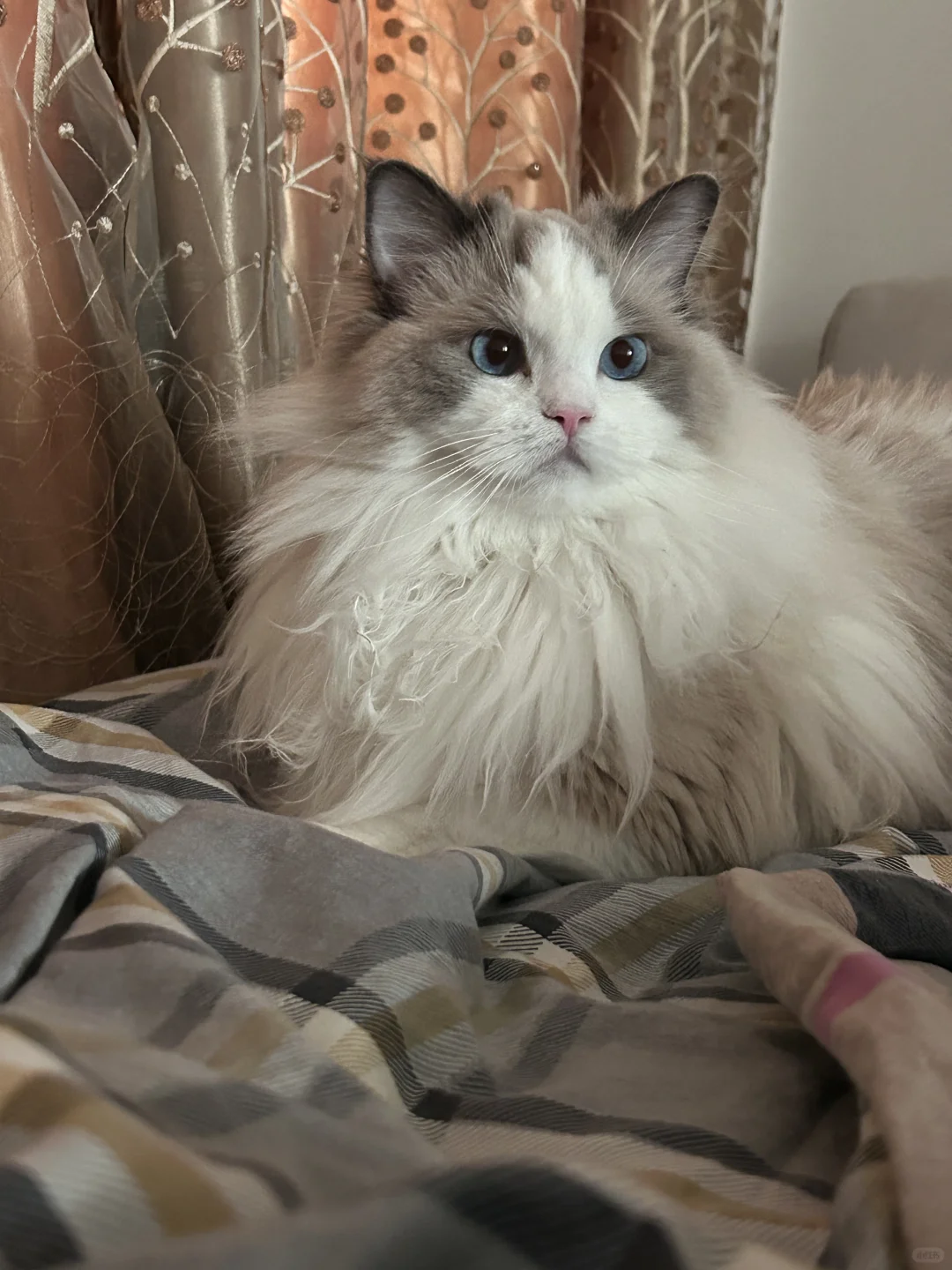 我的猫怎么看着有些呆傻