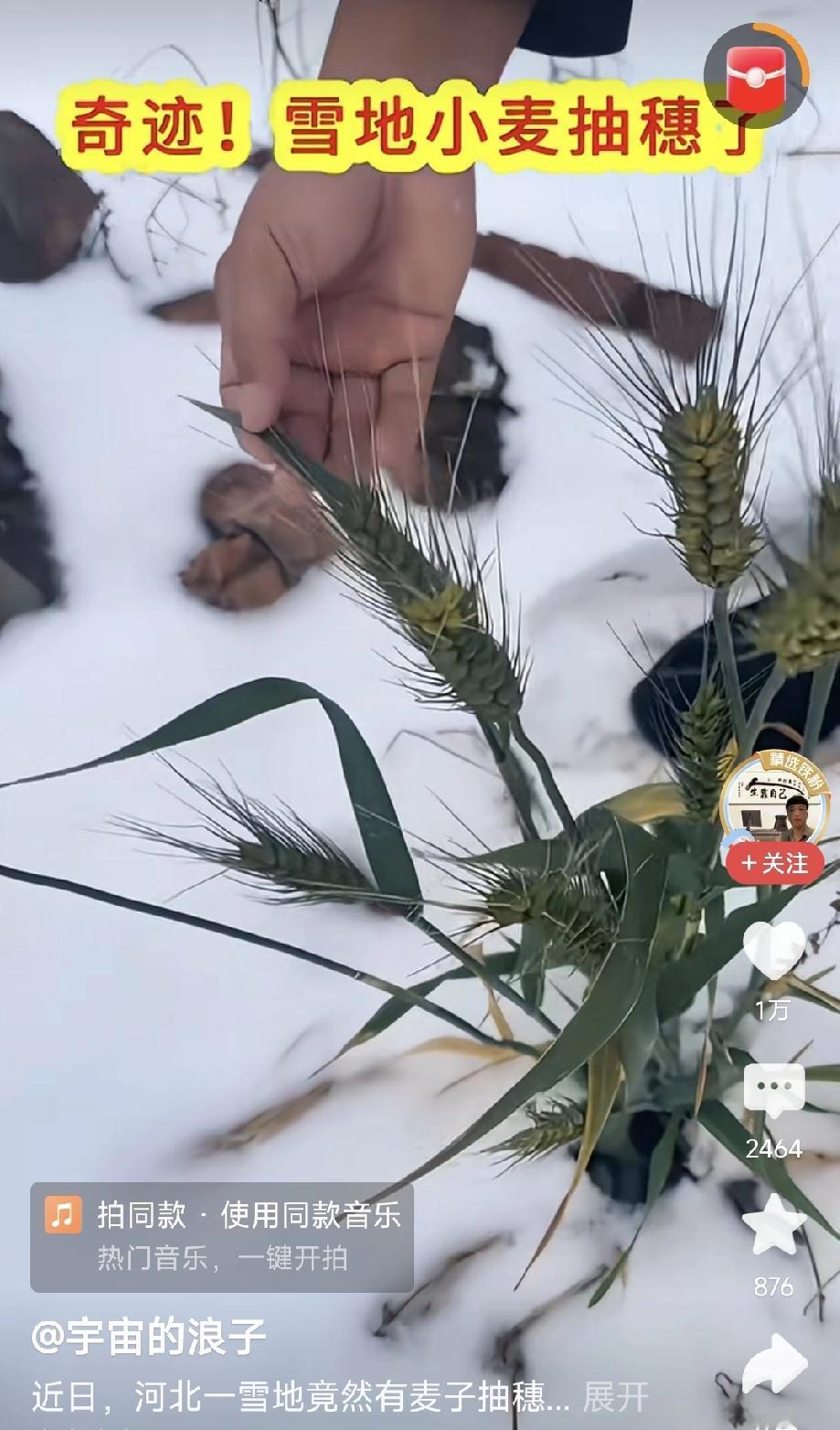 雪地里的小麦成熟了！

刚刚看到一个视频，说的是河北某地的雪地上，长了几棵快要成