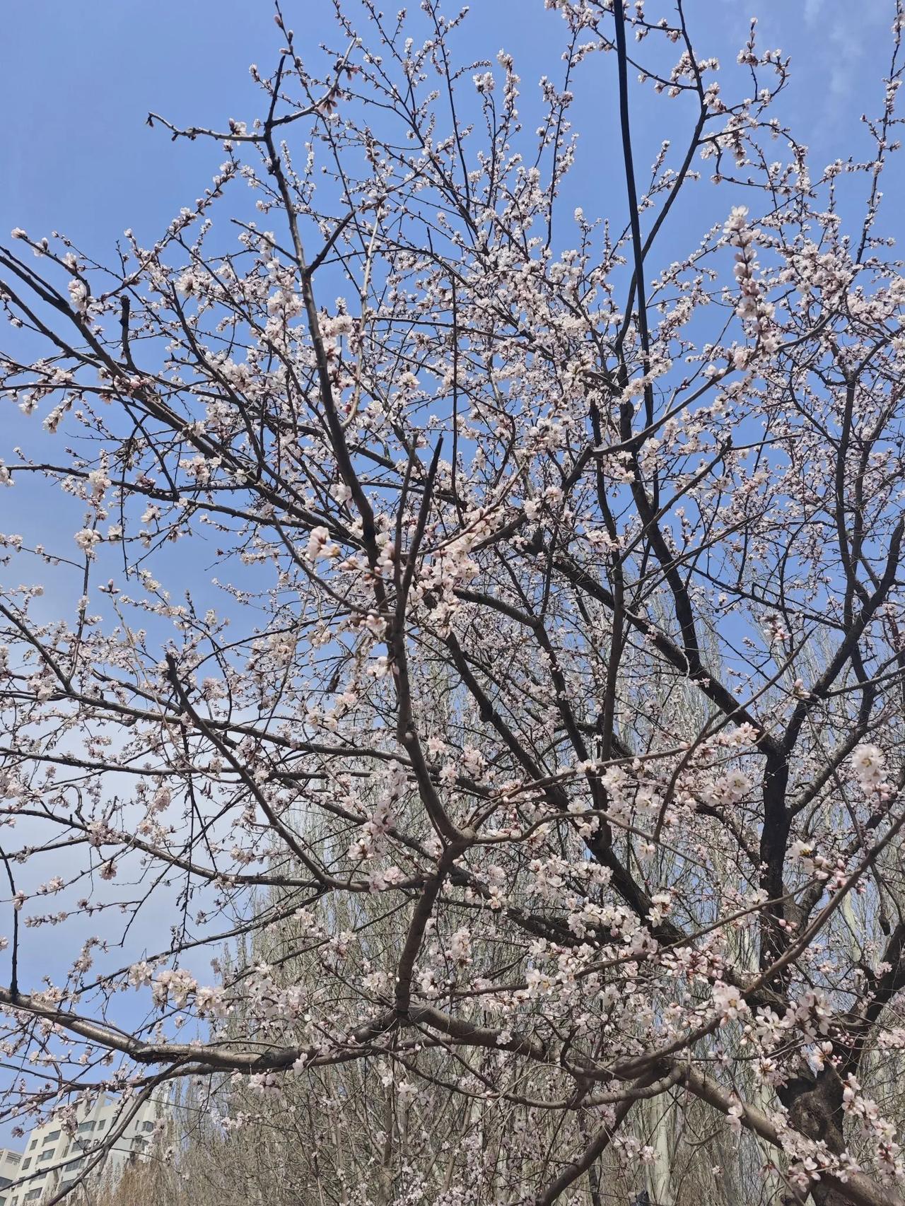 卜算子＊清明
​桃花已繁盛，梨花还未开。
​冰河解冻因风起，鱼儿得自在。
新柳知